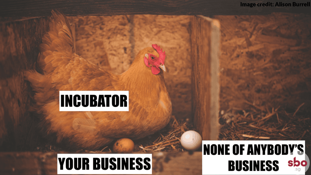 business-startup-incubator-chicken-eggs-pros-cons