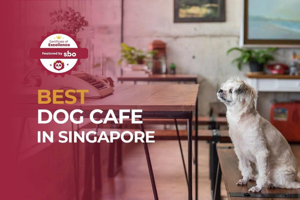featured image_best dog cafe in singapore