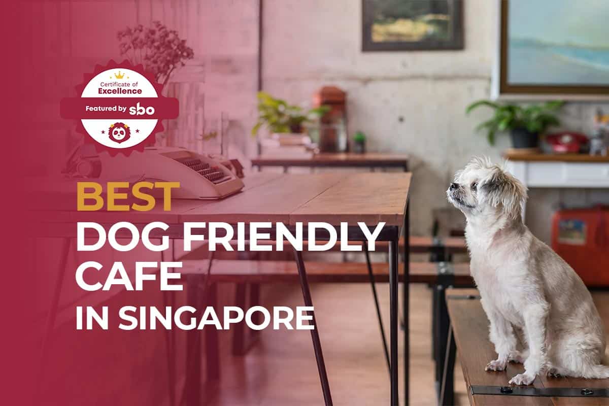 10 Best Dog Friendly Cafe in Singapore for a Pawsome Time [2021]
