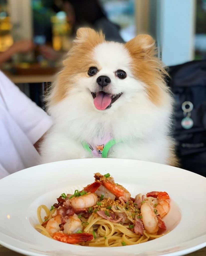 best dog cafe in singapore_w39 bistro & bakery