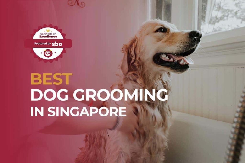 featured image_best dog grooming in singapore