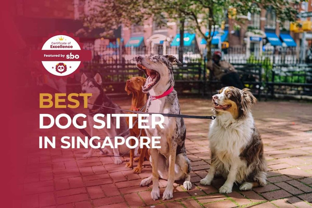 featured image_best dog sitter in singapore