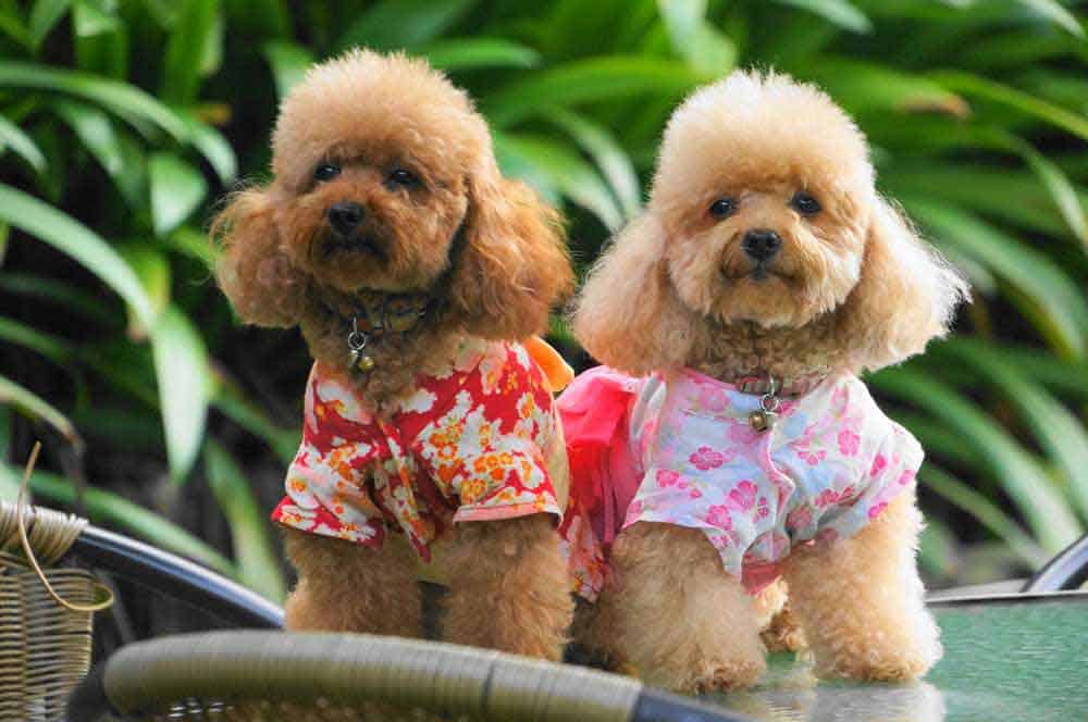 best dog groomers in singapore_masmasgroomers