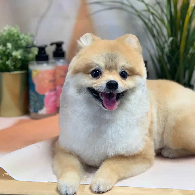 best dog groomers in singapore_petronize