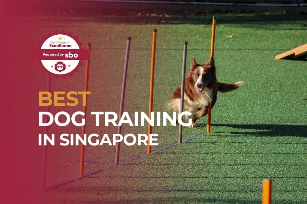 featured image_best dog training in singapore