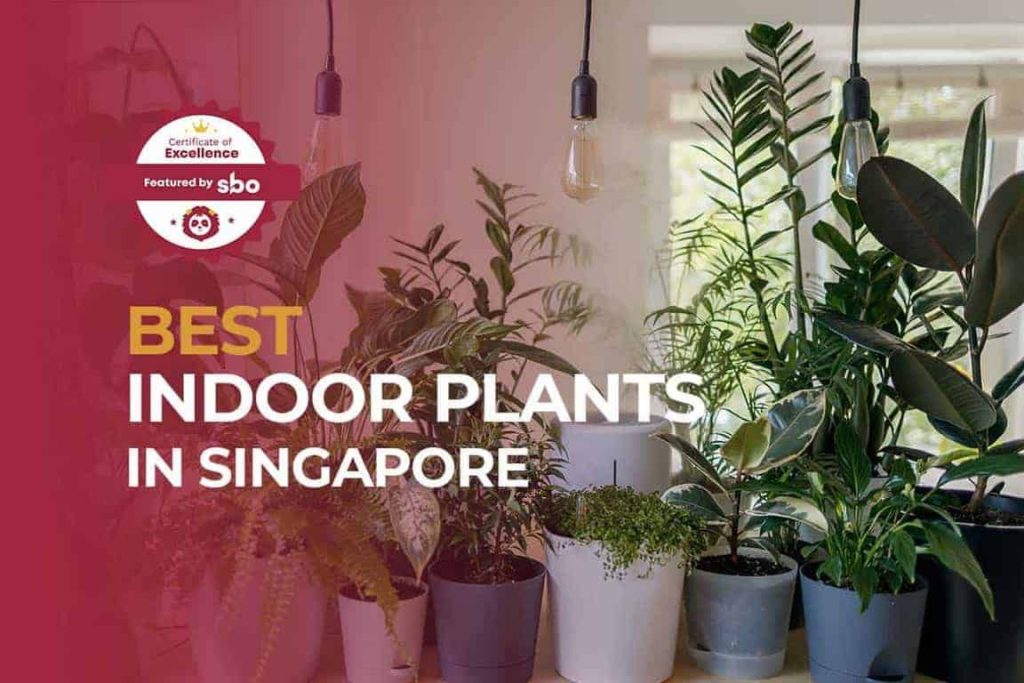 featured image_best indoor plants in singapore