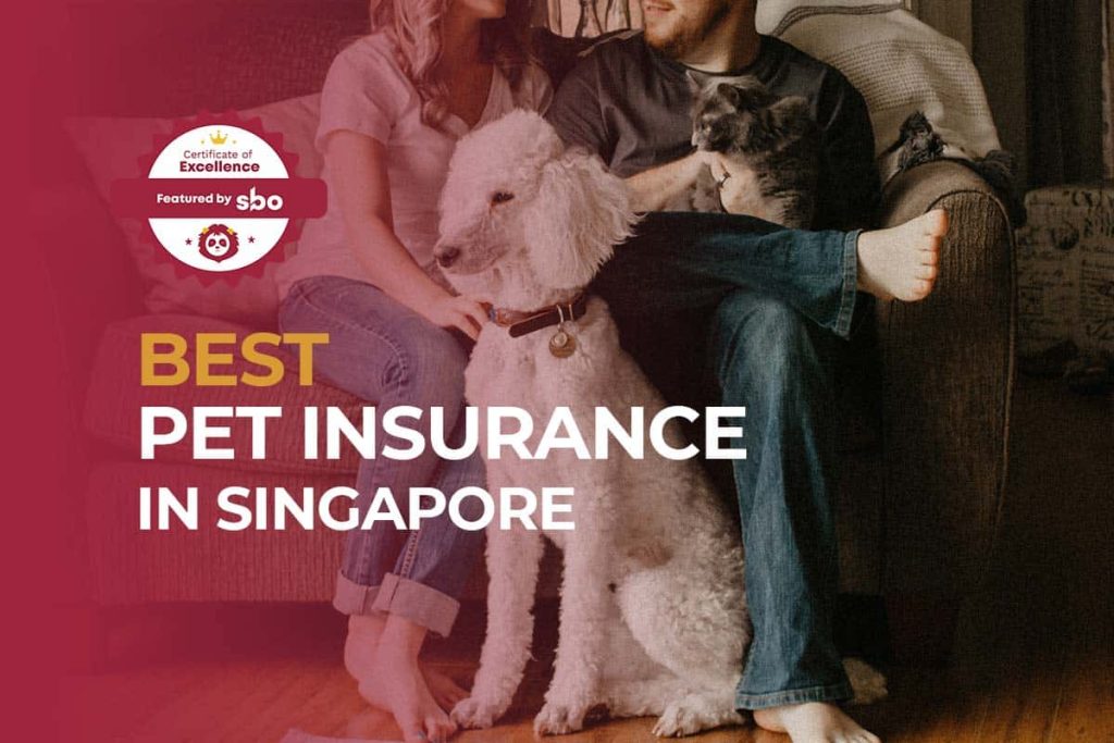featured image_best pet insurance in singapore
