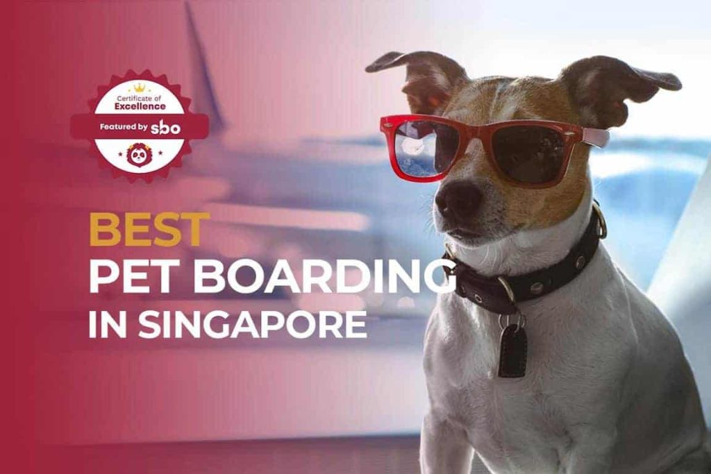 featured image_best pet boarding in singapore