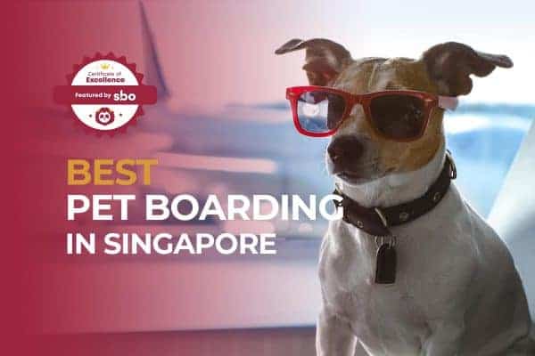 featured image_best pet boarding in singapore