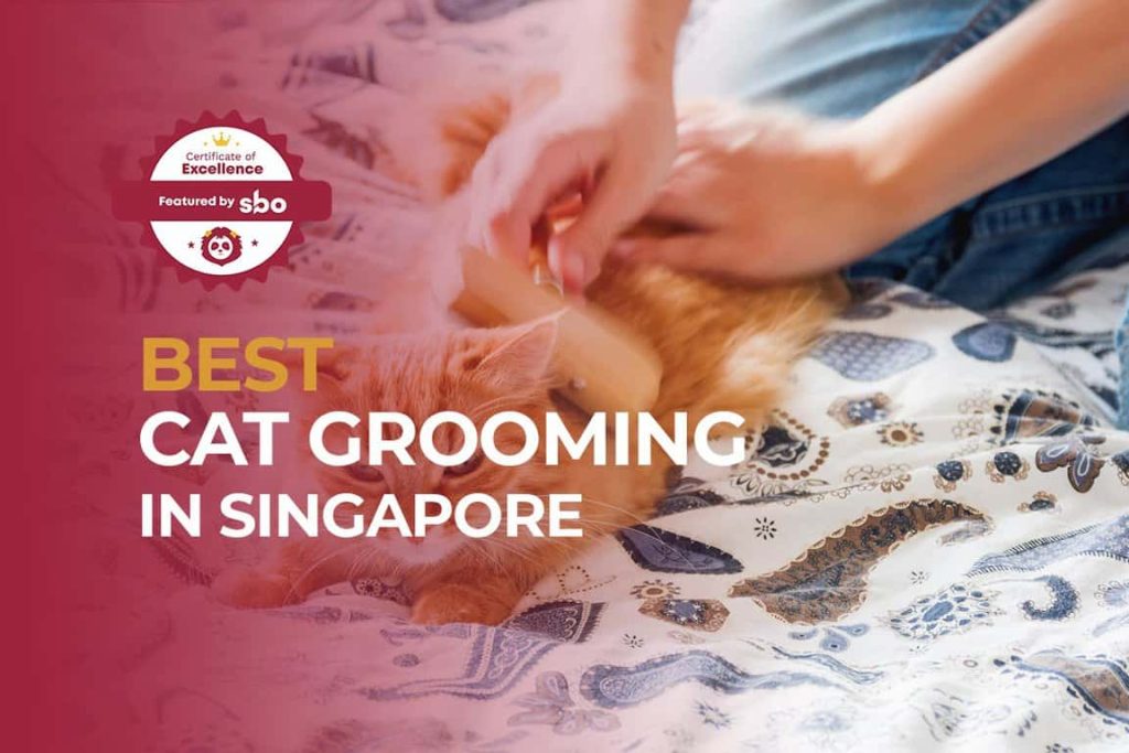 featured image_best cat grooming in singapore