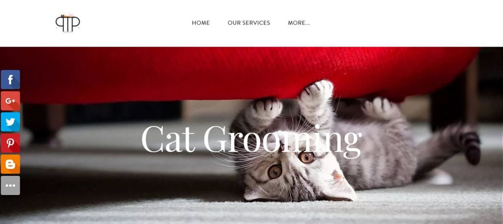11 Best Cat Grooming in Singapore to Keep Them Looking Good [[year]] 1