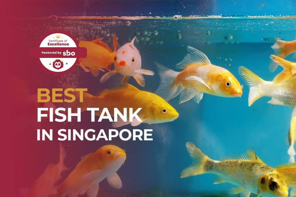featured image_best fish tank in singapore