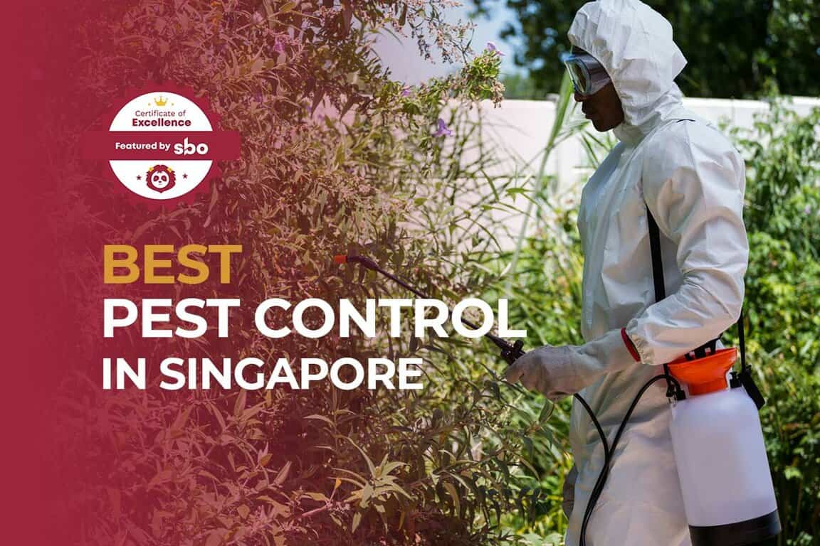 11 Best Pest Control in Singapore to Start Your Year on a Clean Slate [2024] SBO.sg