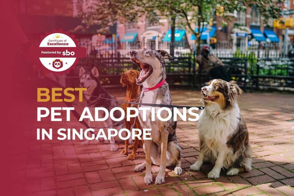 featured image_best pet adoptions in singapore