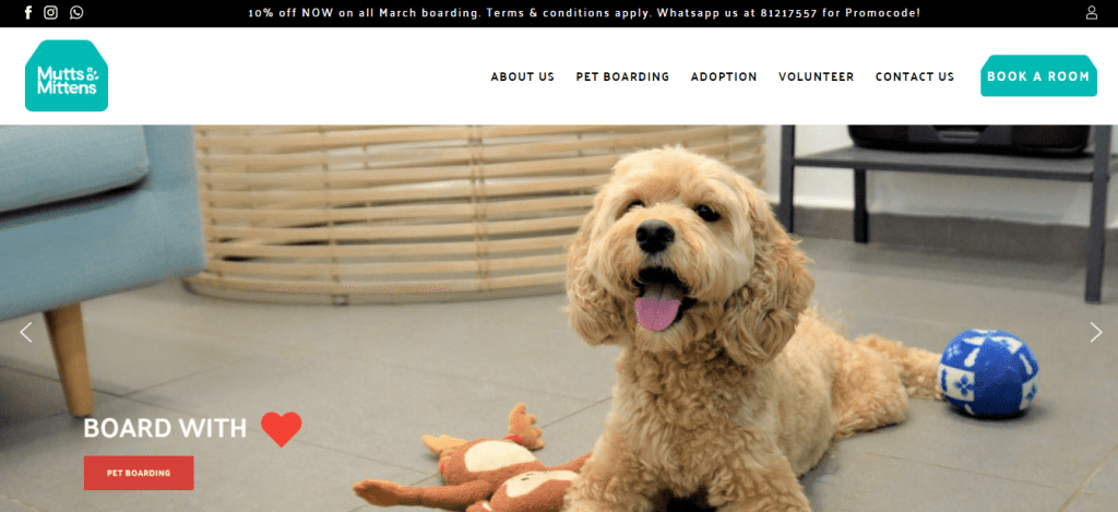 best pet adoption in singapore_mutts&mittens