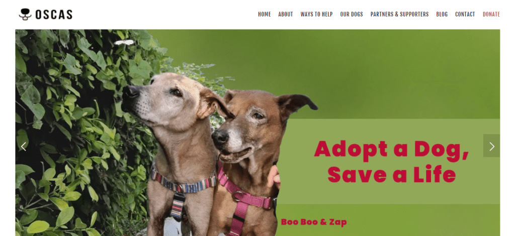 best pet adoption in singapore_OSCAS