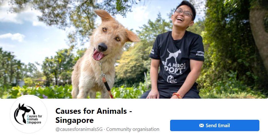 best pet adoption in singapore_causesforanimals