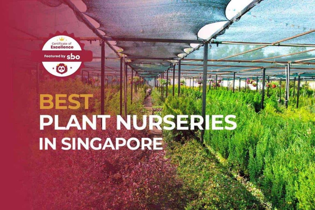 featured image - best plant nurseries in singapore