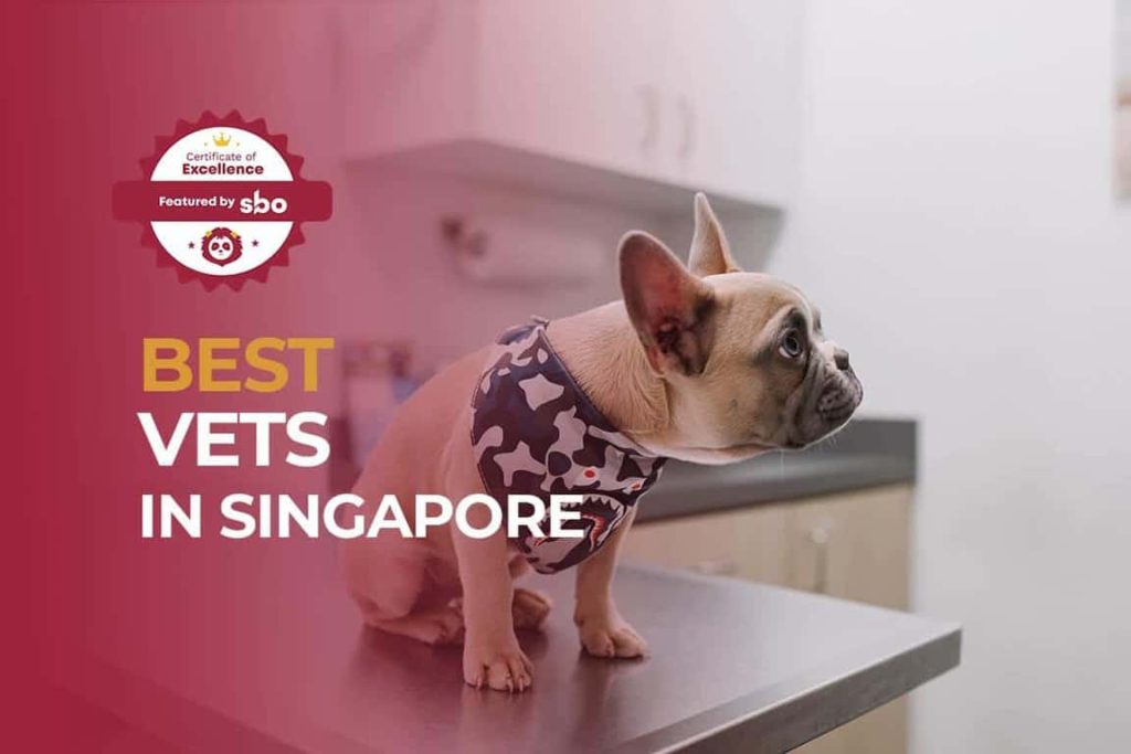 featured image_best vets in singapore