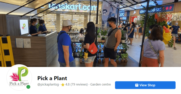 best plant nursery in singapore_pickaplant