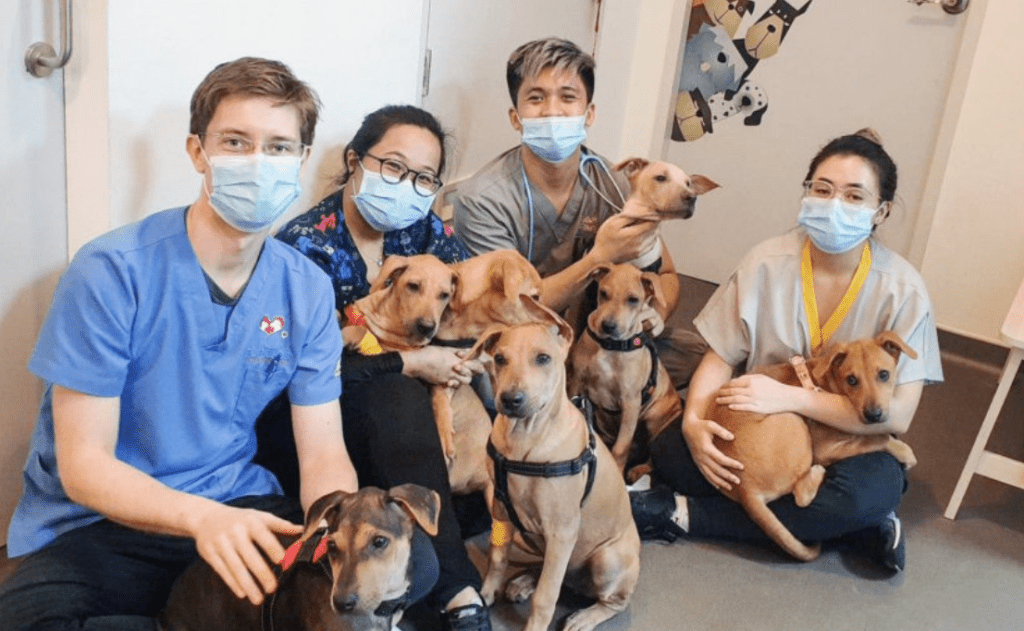 20 Best Vets in Singapore to Keep Your Fur Child in the Pink of Health [2022] 8